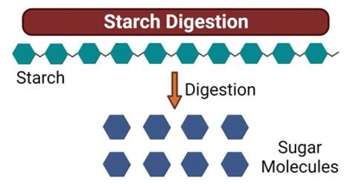 Where do we get starch from?
