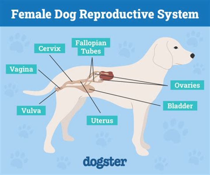 Where do weenie dogs come from?