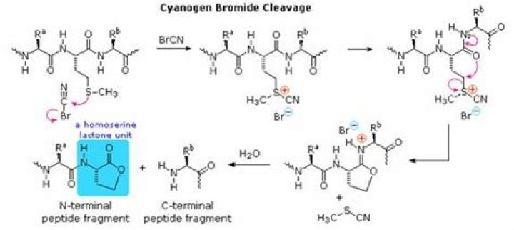 Where does cyanogen bromide come from?