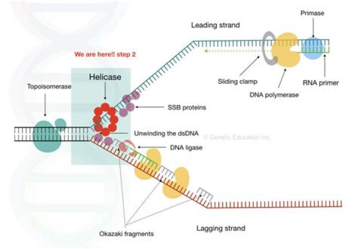 Where does dna unwinding begin?