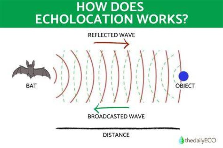 Where does echolocation come from?