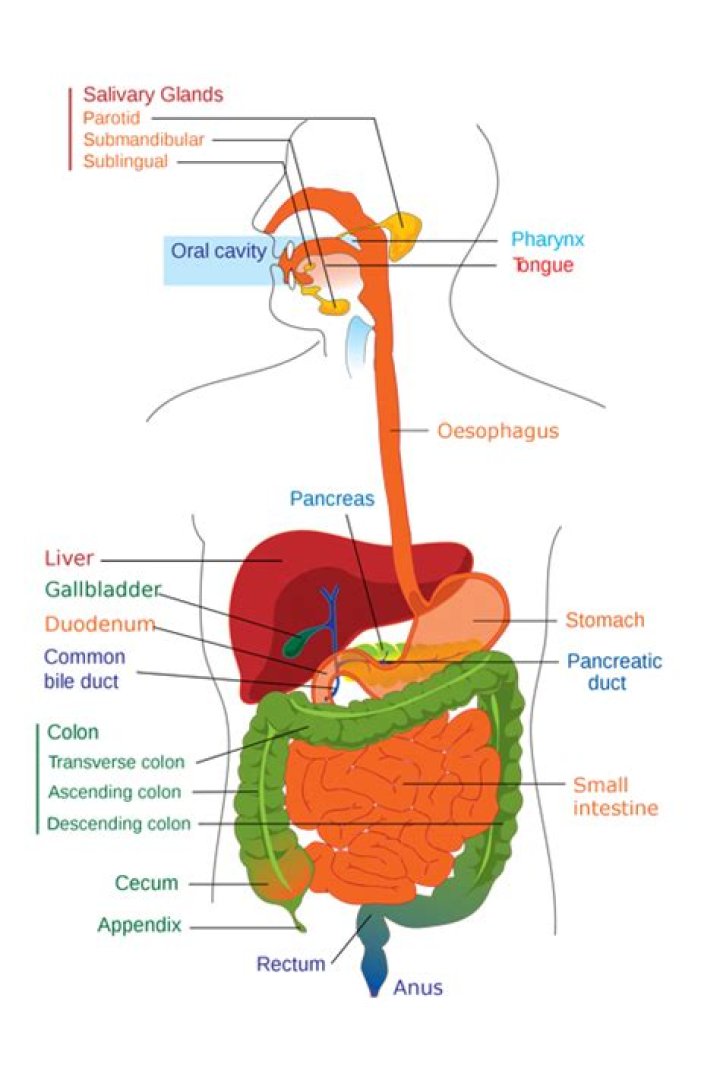 Where does egestion take place?