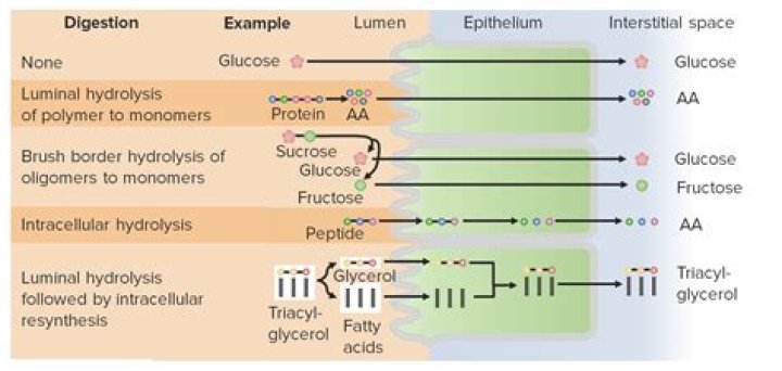 Where does macromolecule digestion occur?