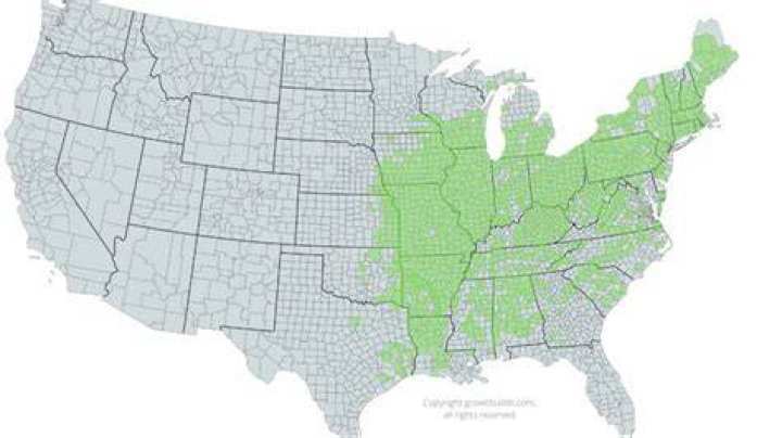 Where does shagbark hickory grow?