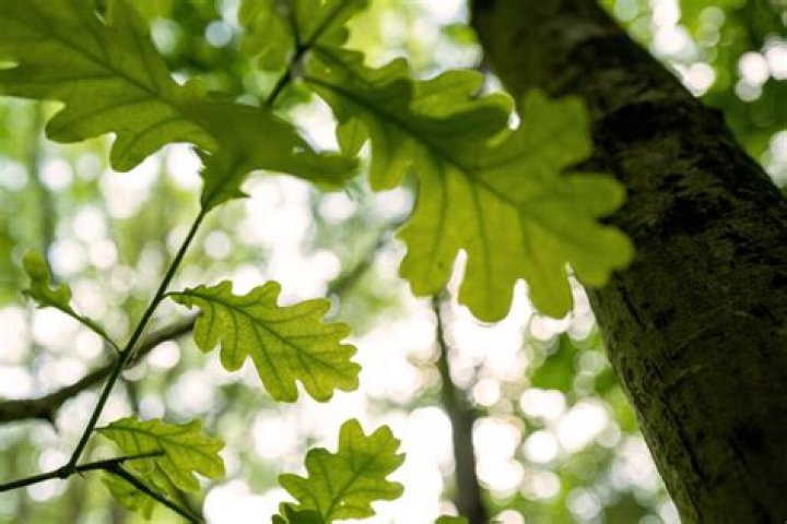 Where does she oak come from?