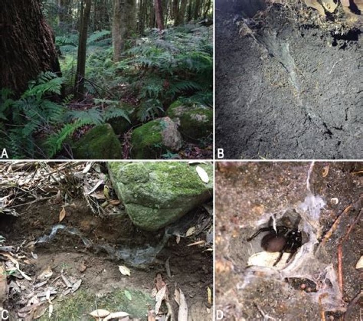 Where does the atrax robustus live?