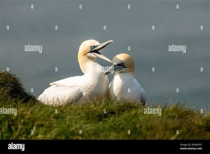 Where does the gannet seabird live?