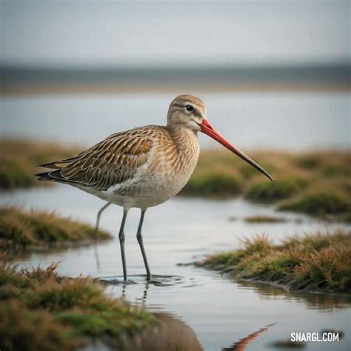 Where does the godwit live?