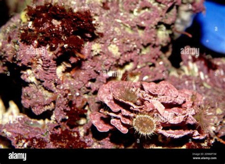 Where is coralline algae found?