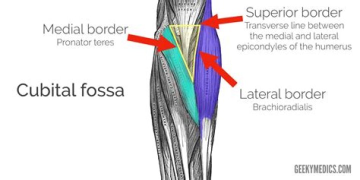 Where is cubital region located?