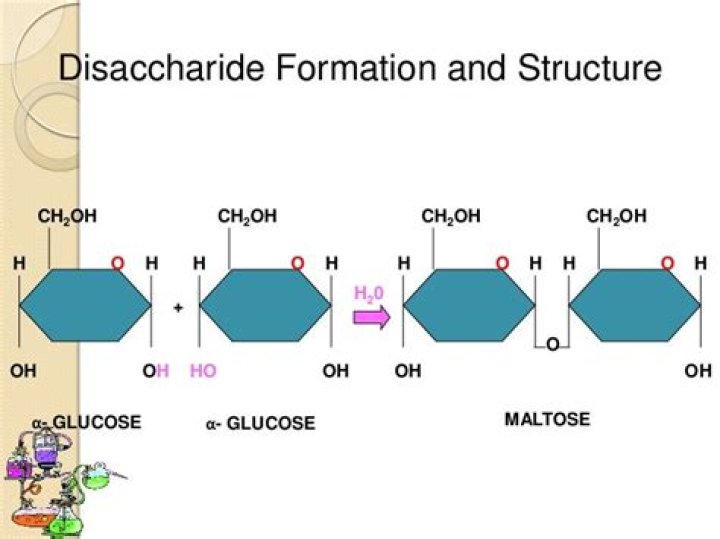 Where is disaccharidase made?