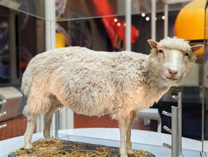 Where is dolly the sheep?