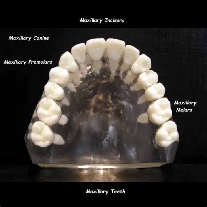 Where is maxillary premolars located?