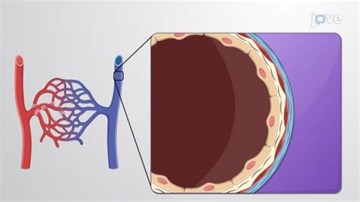 Where is pericytic venules?