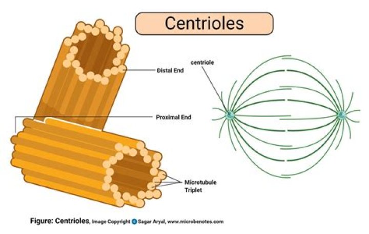 Where is proximal centriole?