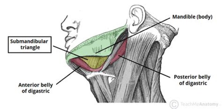 Where is the submandibular gland?