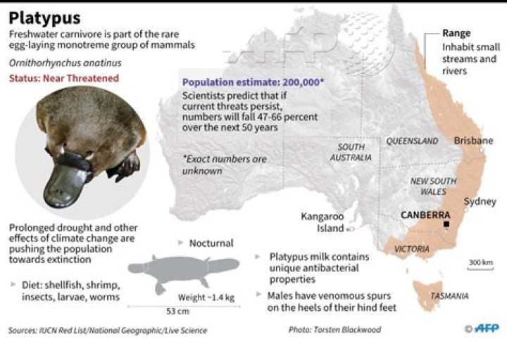 Where platypuses are found?
