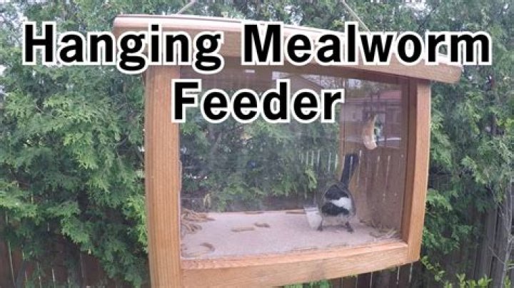 Where to hang mealworm feeder?