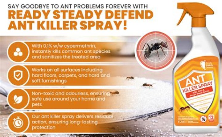 Where to spray ant spray?
