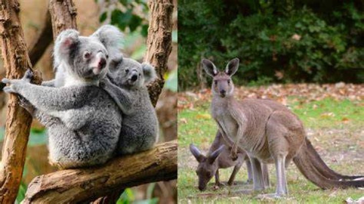 Which biome has kangaroos?