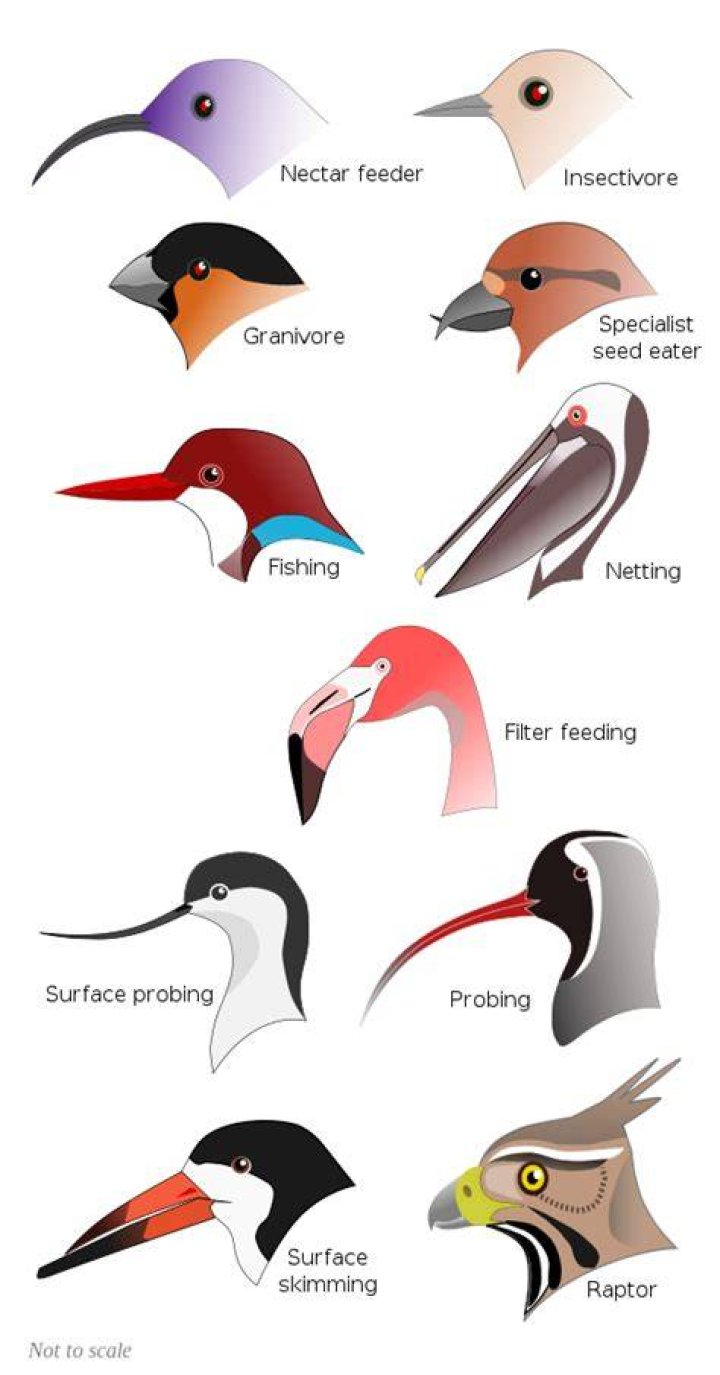 Which bird has chisel shaped beak?