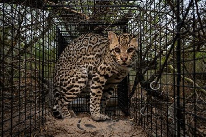 Which country do ocelots live?