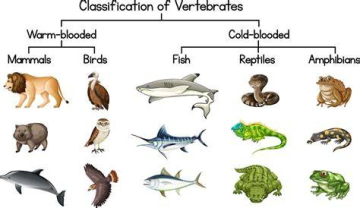 Which do all vertebrates have in common?