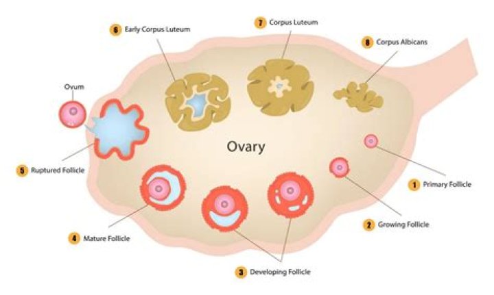 Which follicle ruptures during ovulation?