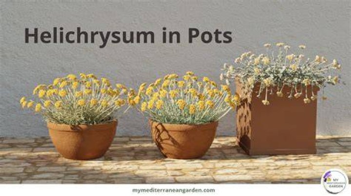 Which helichrysum is best?