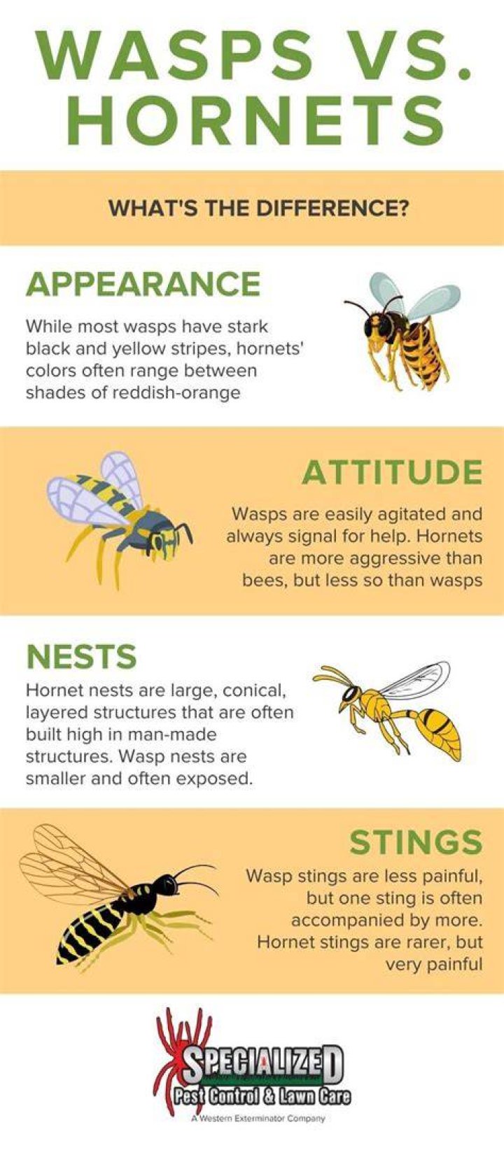 Which hornets are aggressive?