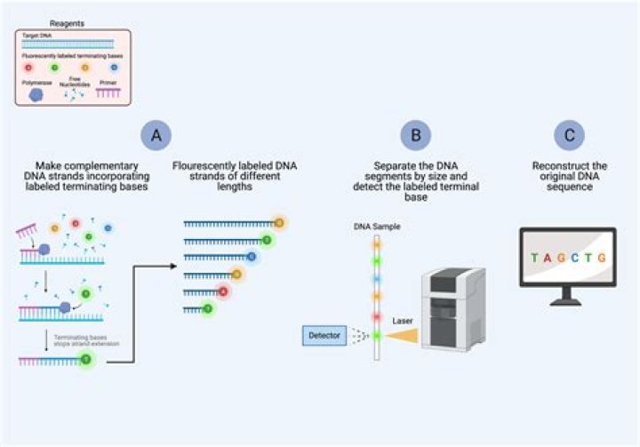 Which is the method of dna sequencing?