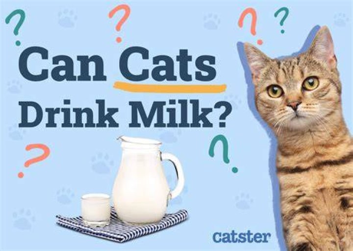 Which milk can cats drink?