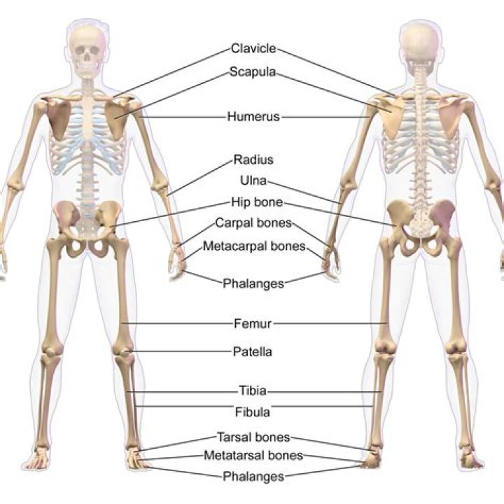 Which part of appendicular skeleton?