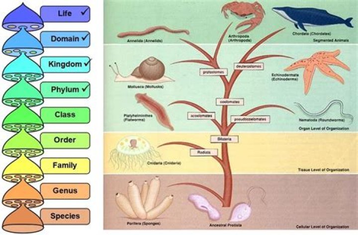 Which phylum has osculum?