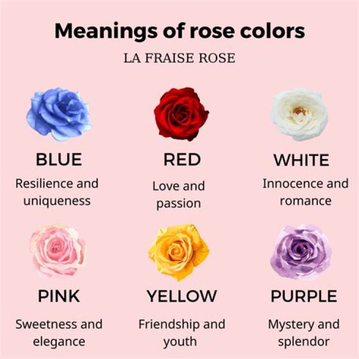 Which rose symbolizes jealousy?