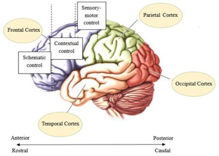 Which statement is true regarding the orbitofrontal cortex?