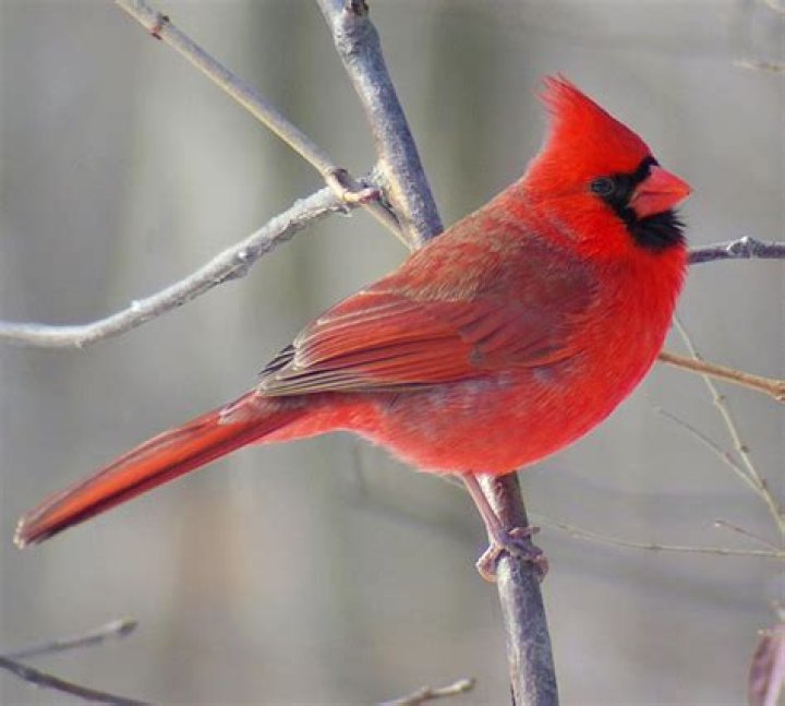 Whos state bird is the cardinal?