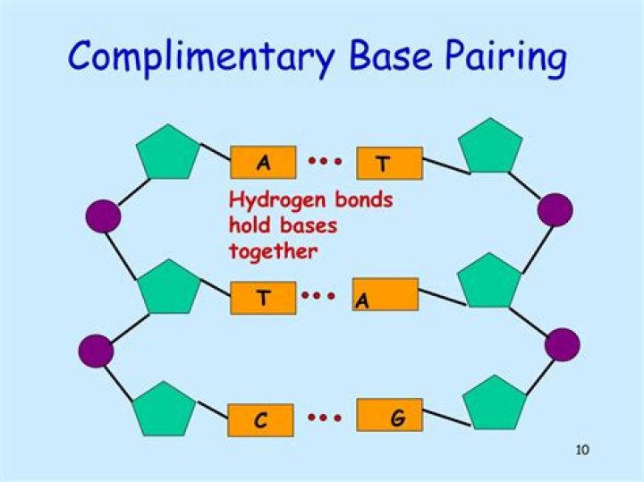 Why are bases complementary?