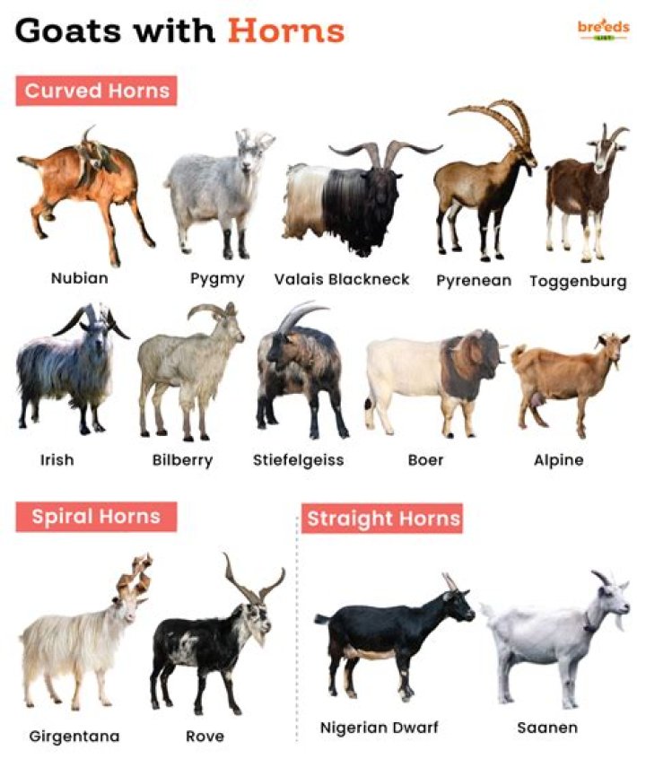 Why are goats dehorned?