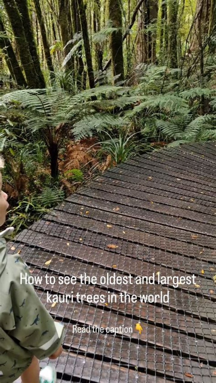 Why are kauri trees important?