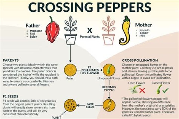 Why are plants crossbred?