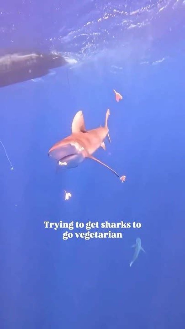 Why are sharks vegetarian?