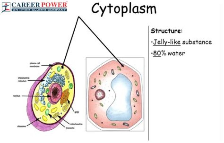 Why cytoplasm is called heterogeneous material?