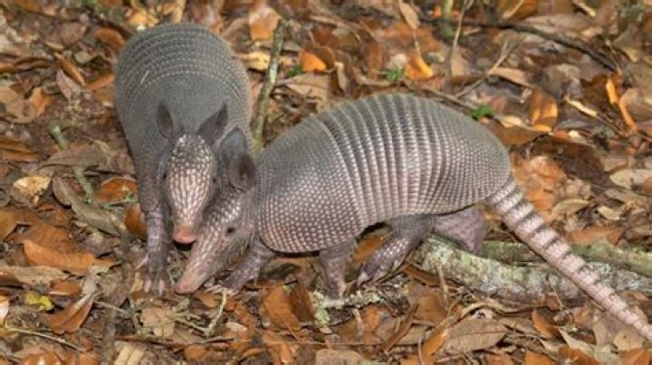 Why do armadillos have quadruplets?