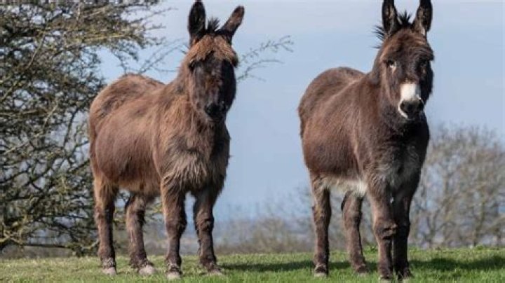 Why do burros bray?
