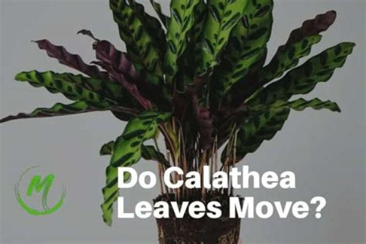 Why do calathea leaves move?