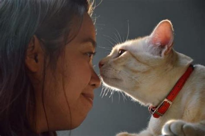 Why do cats head butting?