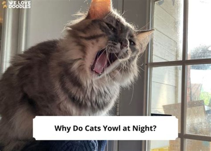 Why do cats yowl?
