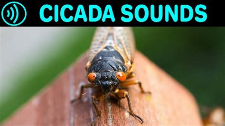 Why do chicharras make noise?