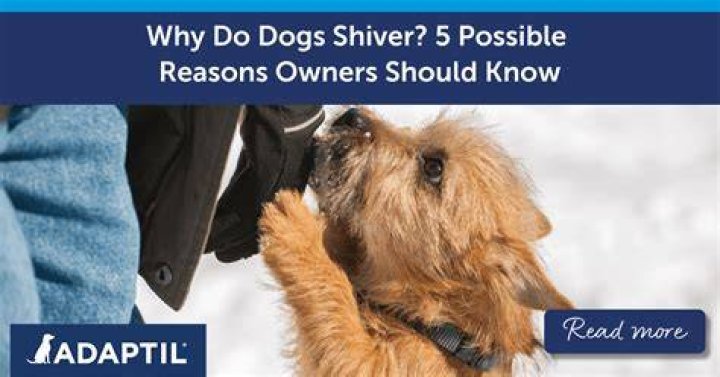 Why do dogs shiver?